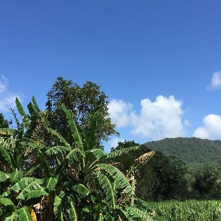 Logement En Pleine Verdure Tropicale -10 Min Plage Le Morne-Rouge 外观 照片