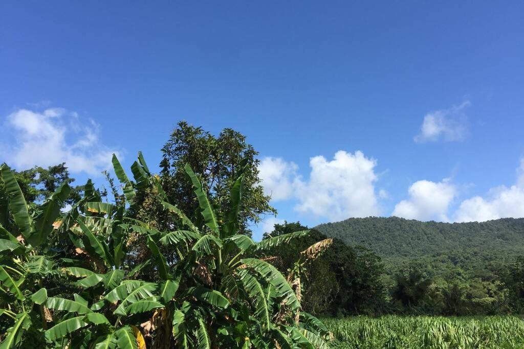 Logement En Pleine Verdure Tropicale -10 Min Plage Le Morne-Rouge 外观 照片