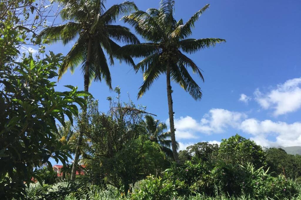 Logement En Pleine Verdure Tropicale -10 Min Plage Le Morne-Rouge 外观 照片